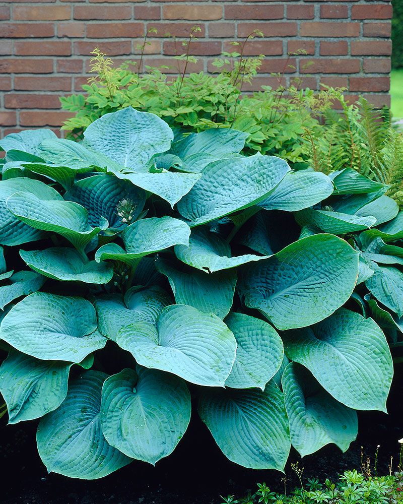 Metsäkeiju-perennapenkki 23 kpl