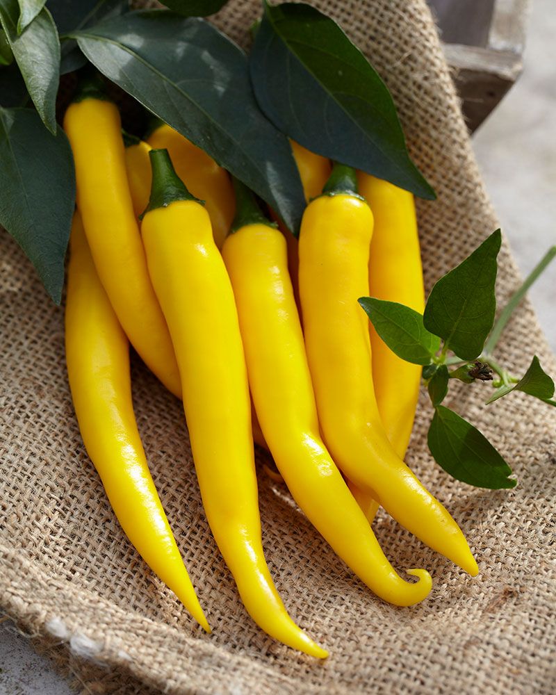 Chilipaprika Vectura Yellow