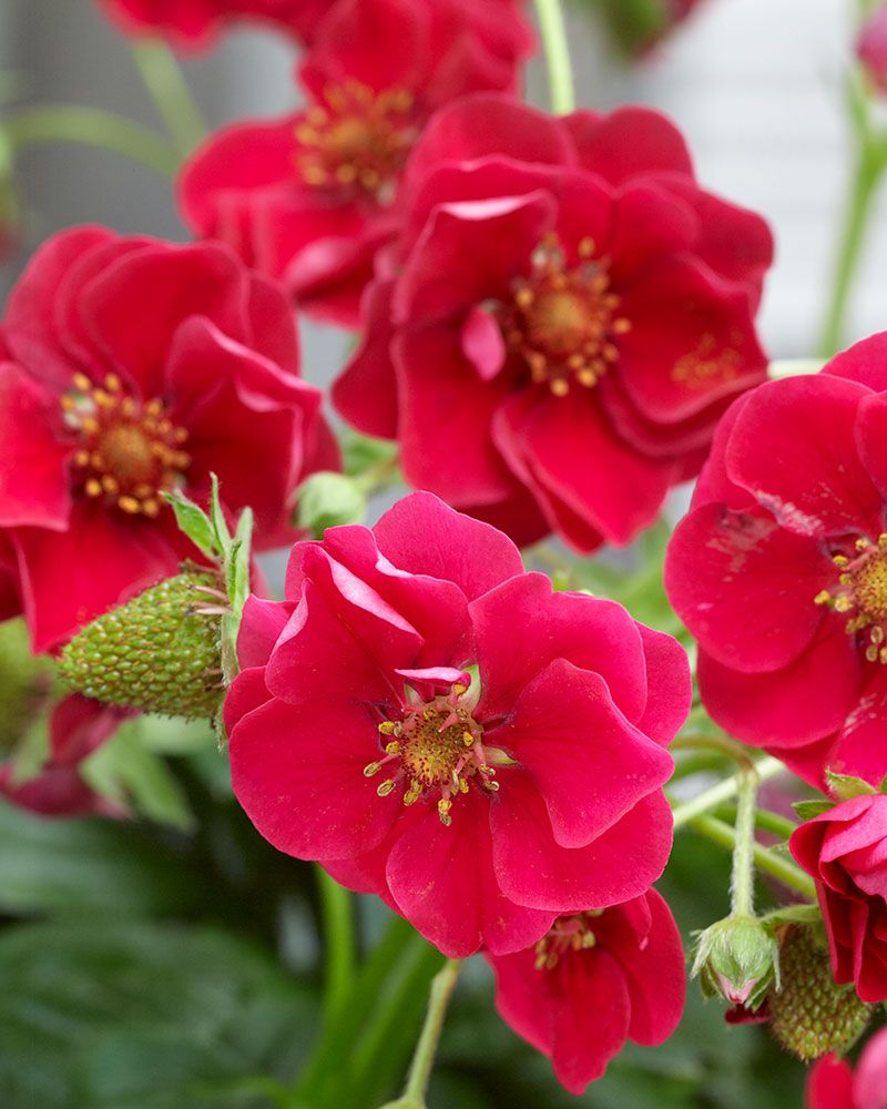 Mansikka Summer Breeze Red 3 kpl