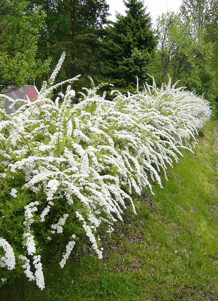 Norjanangervo