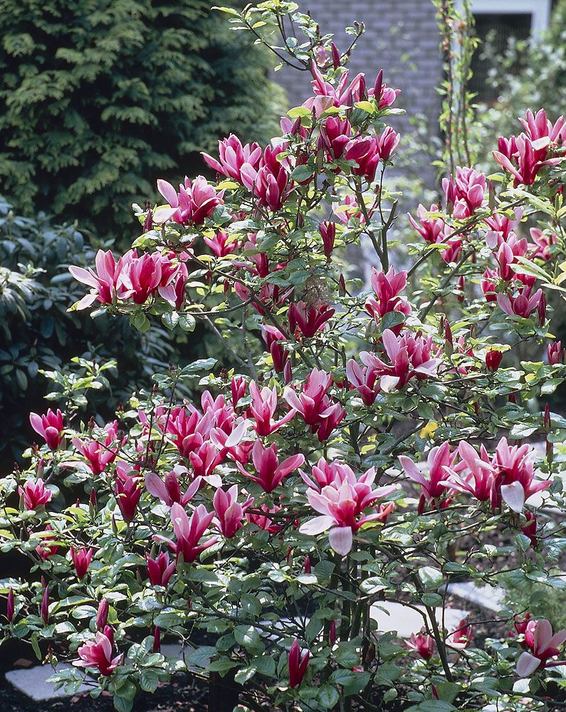 Magnolia Susan