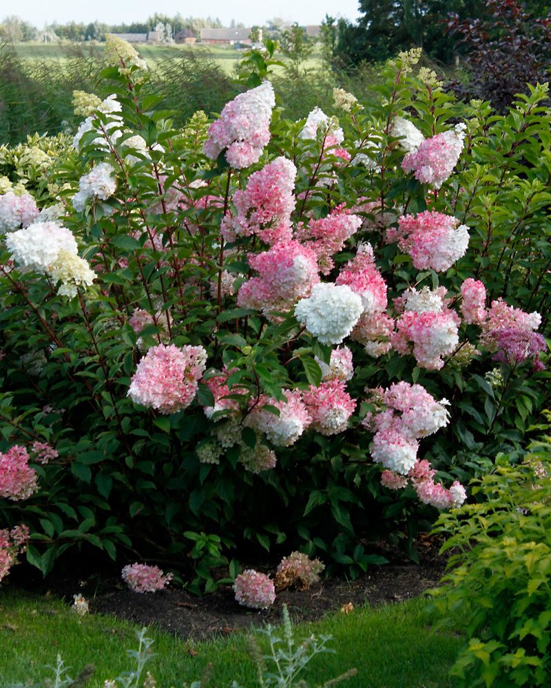 Japaninhortensia Vanille Fraise 3 litran taimi