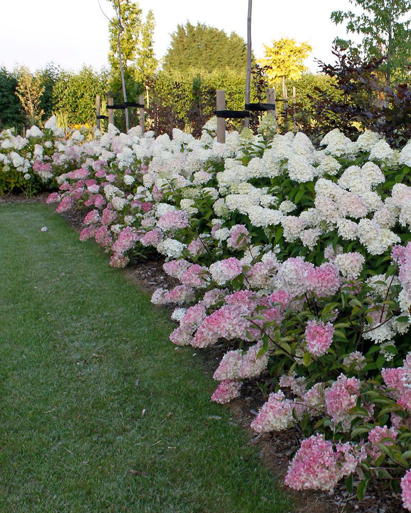 Japaninhortensia Vanille Fraise 3 litran taimi