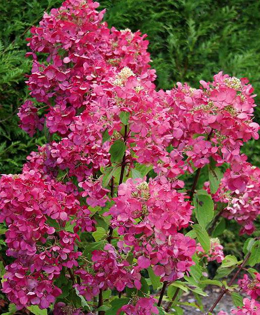 Japaninhortensia  Diamant Rouge