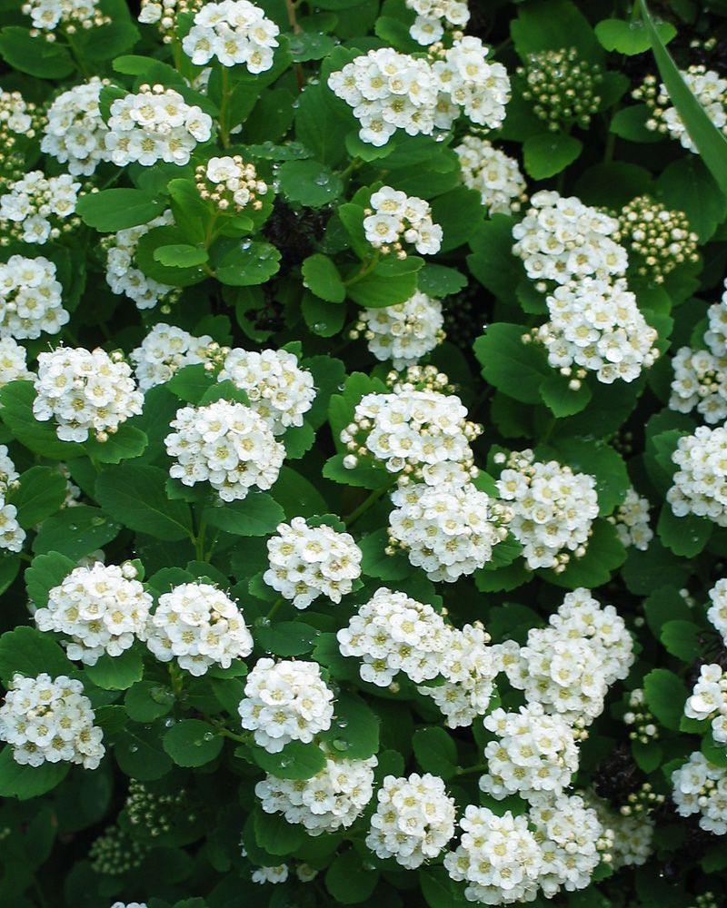 Koivuangervo