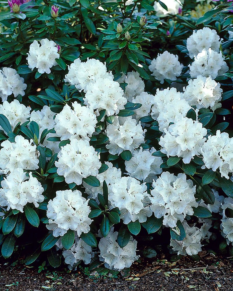 Valkoalppiruusu Cunningham´s White 5 ltr