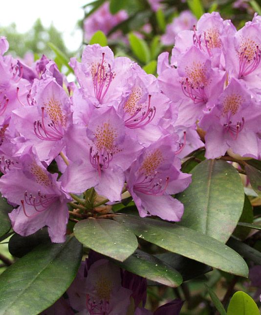 Puistoalppiruusu Catawbiense Grandiflorum 5 ltr