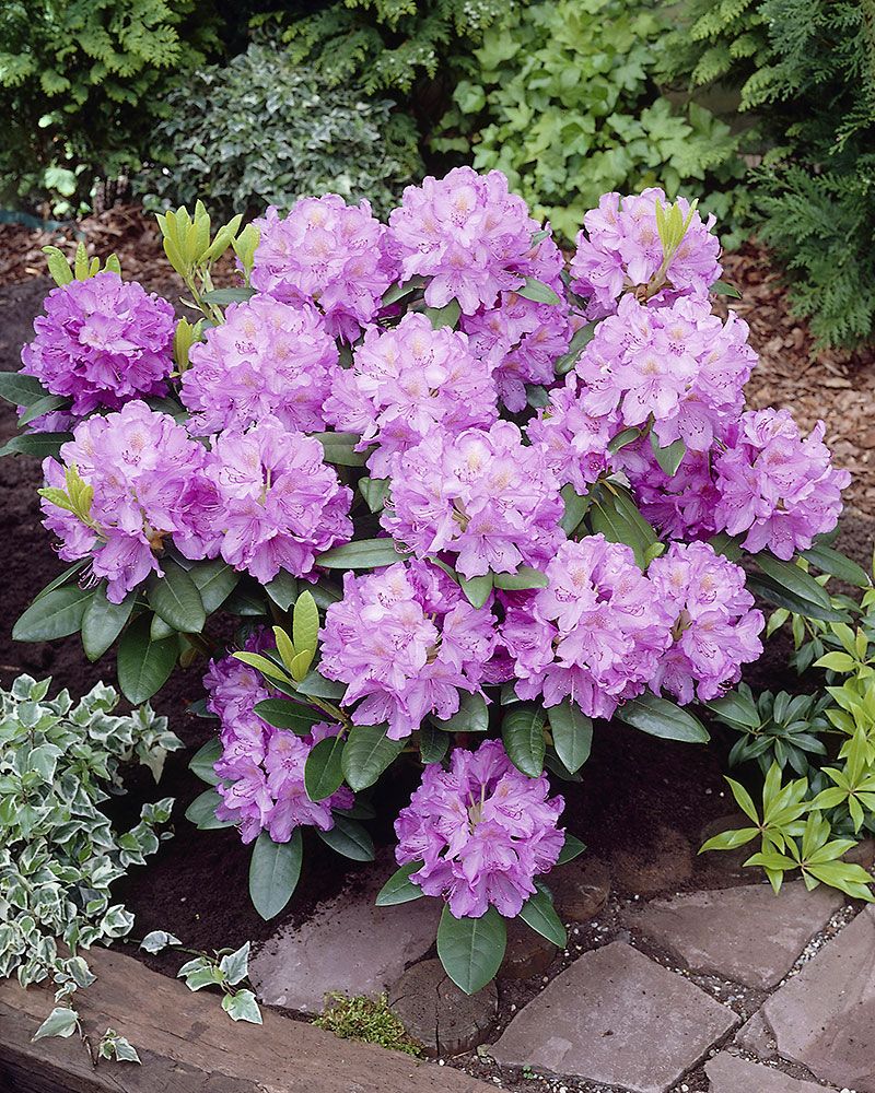 Puistoalppiruusu Catawbiense Grandiflorum