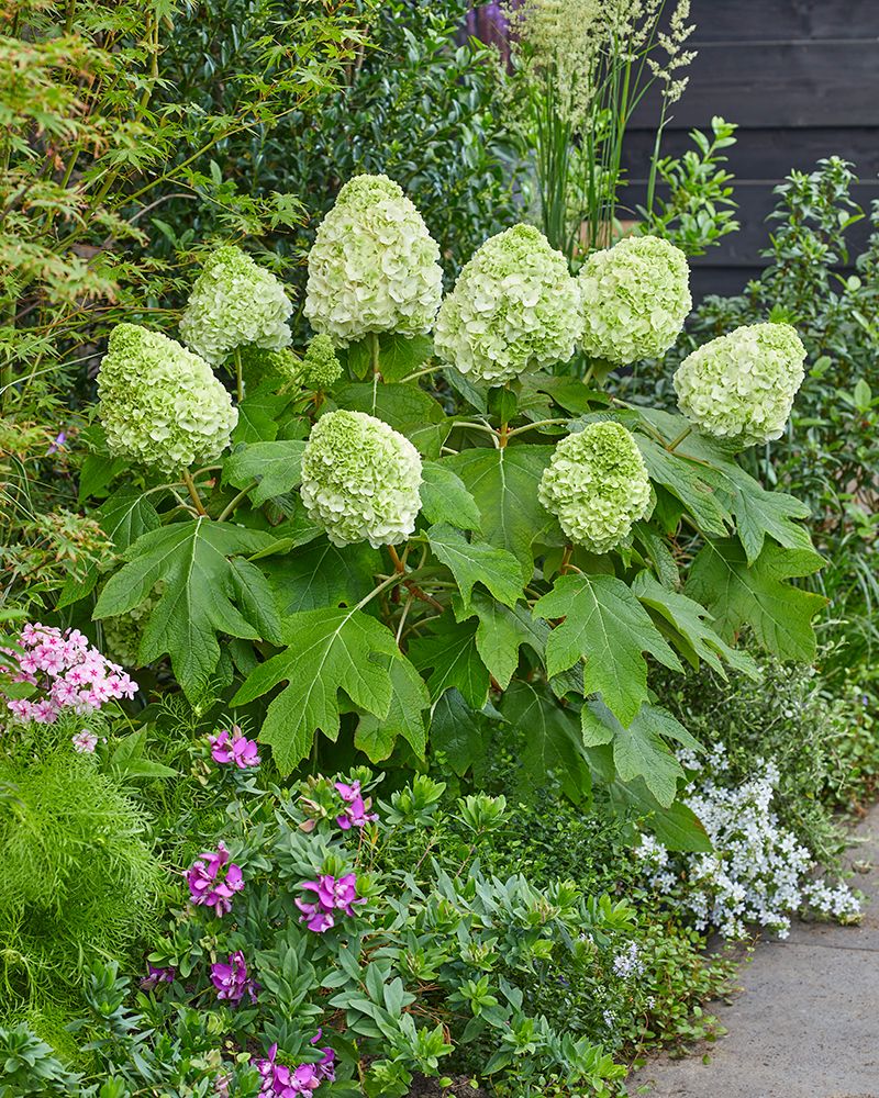 Tammihortensia Tara