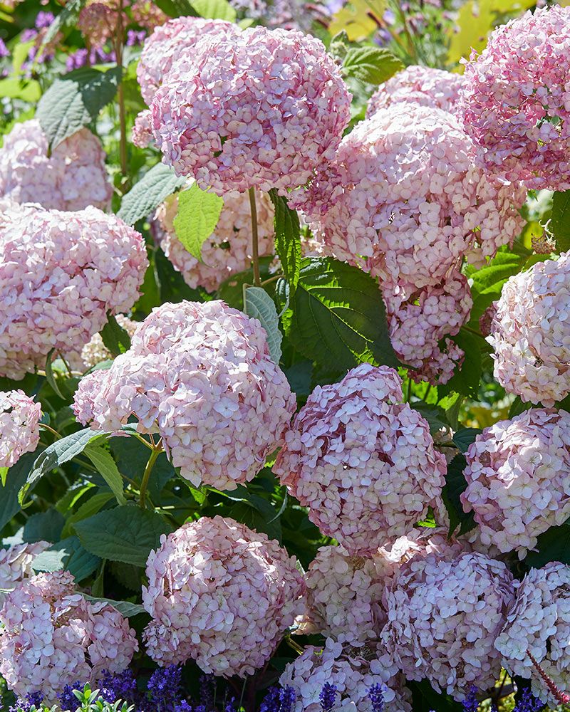Pallohortensia Bubblegum Pallohortensia Bubblegum