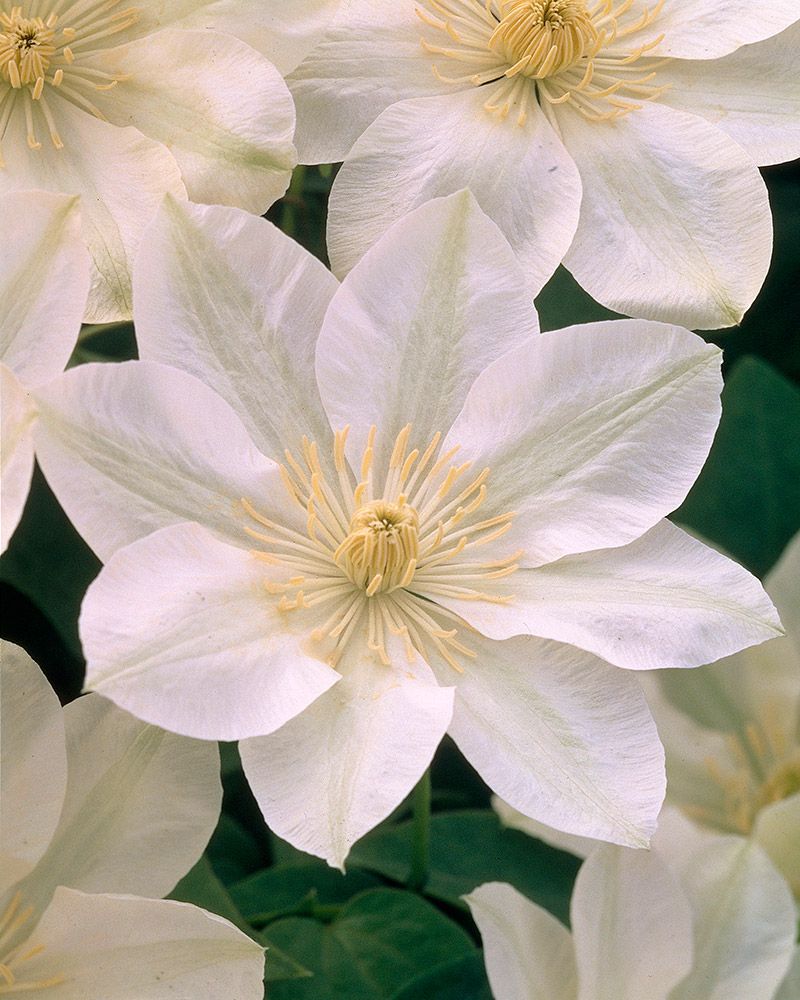 Loistokärhö Guernsey Cream 3 kpl