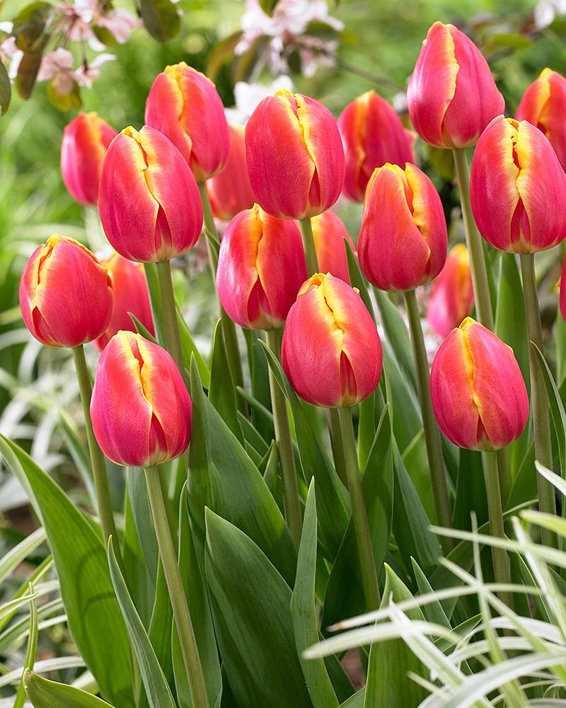 Tulppaani Royal van der Mark 20 kpl