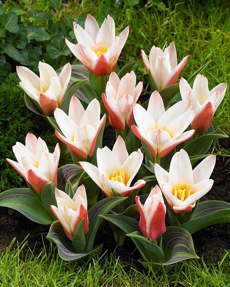 Lummetulppaani Heart´s Delight 10 kpl