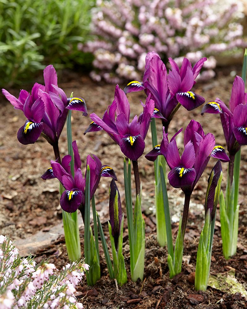 Kevätkurjenmiekka Purple Hill 20 kpl