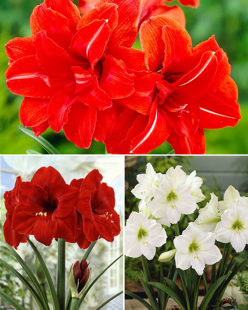 Amaryllis mix 3 kpl