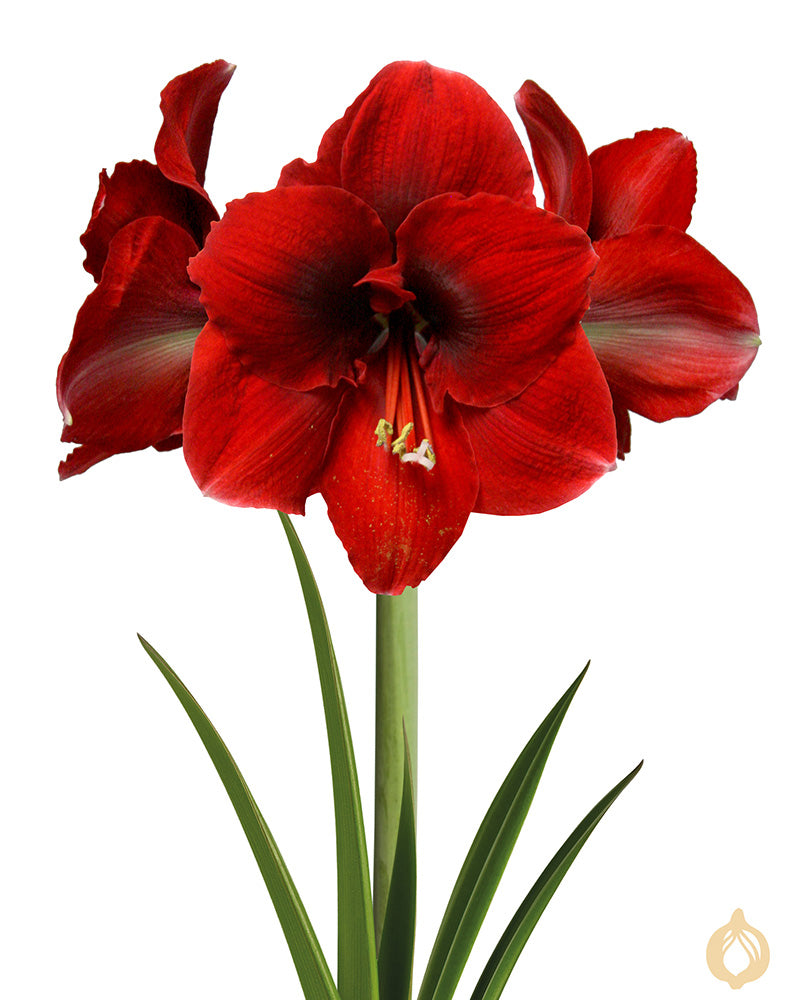 Amaryllis Amorita Danu