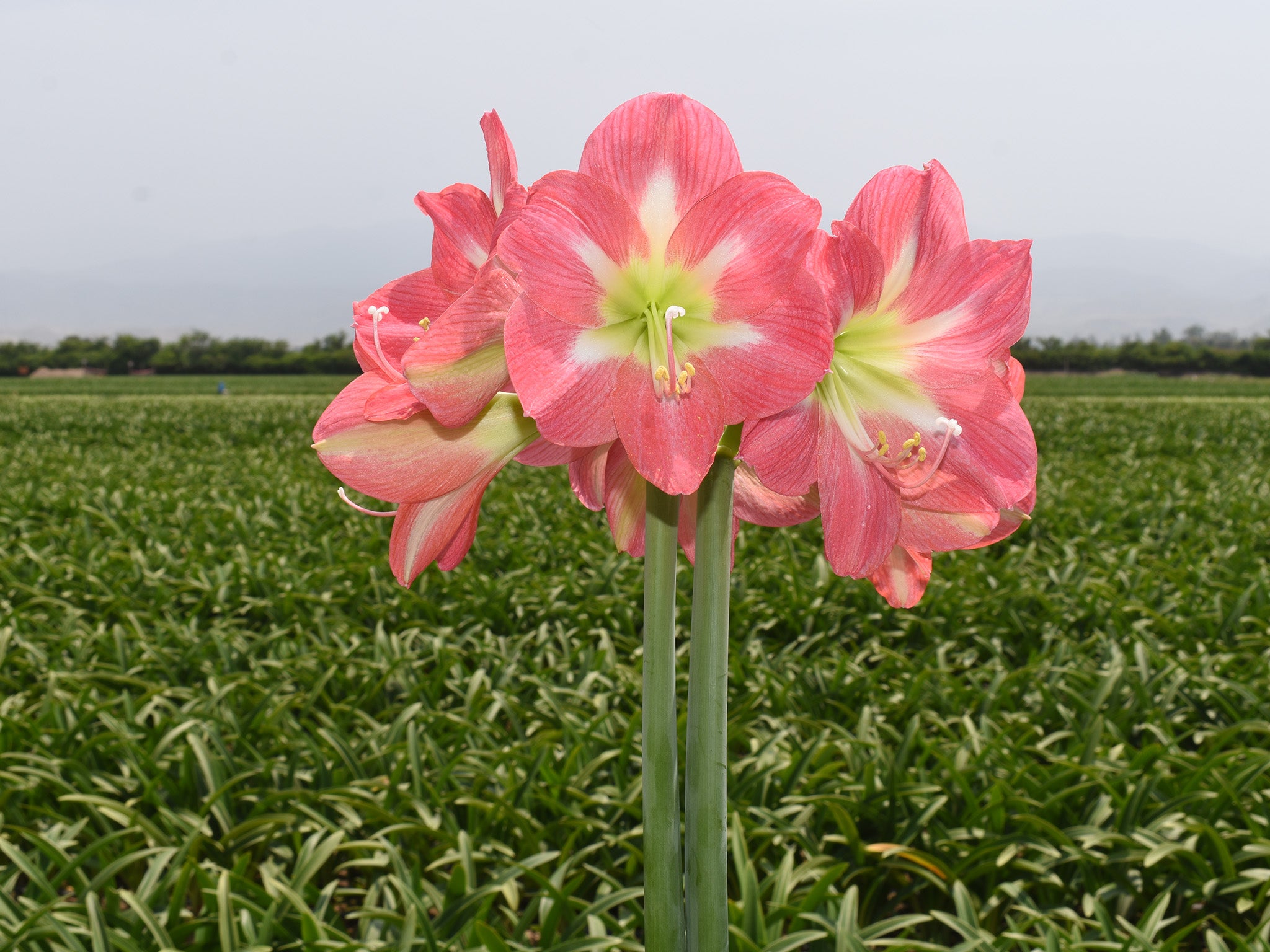 Amaryllis Cape Horn