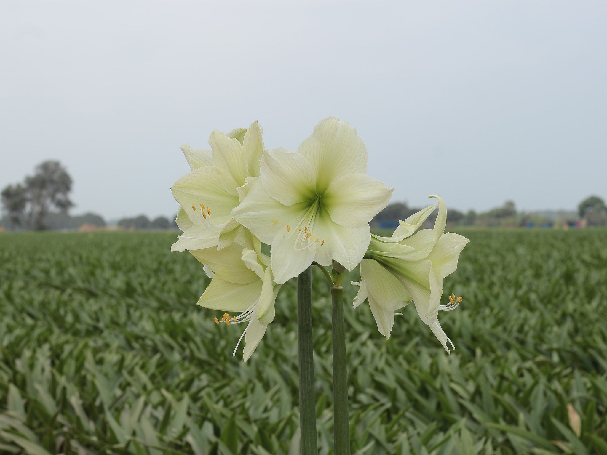 Amaryllis Luna