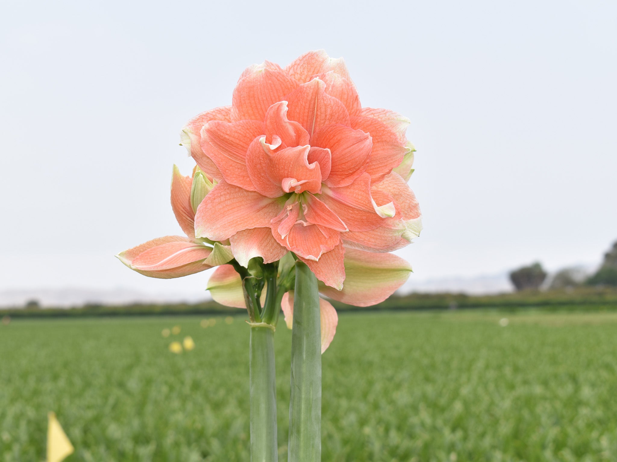 Kerrattu amaryllis Tika Coral