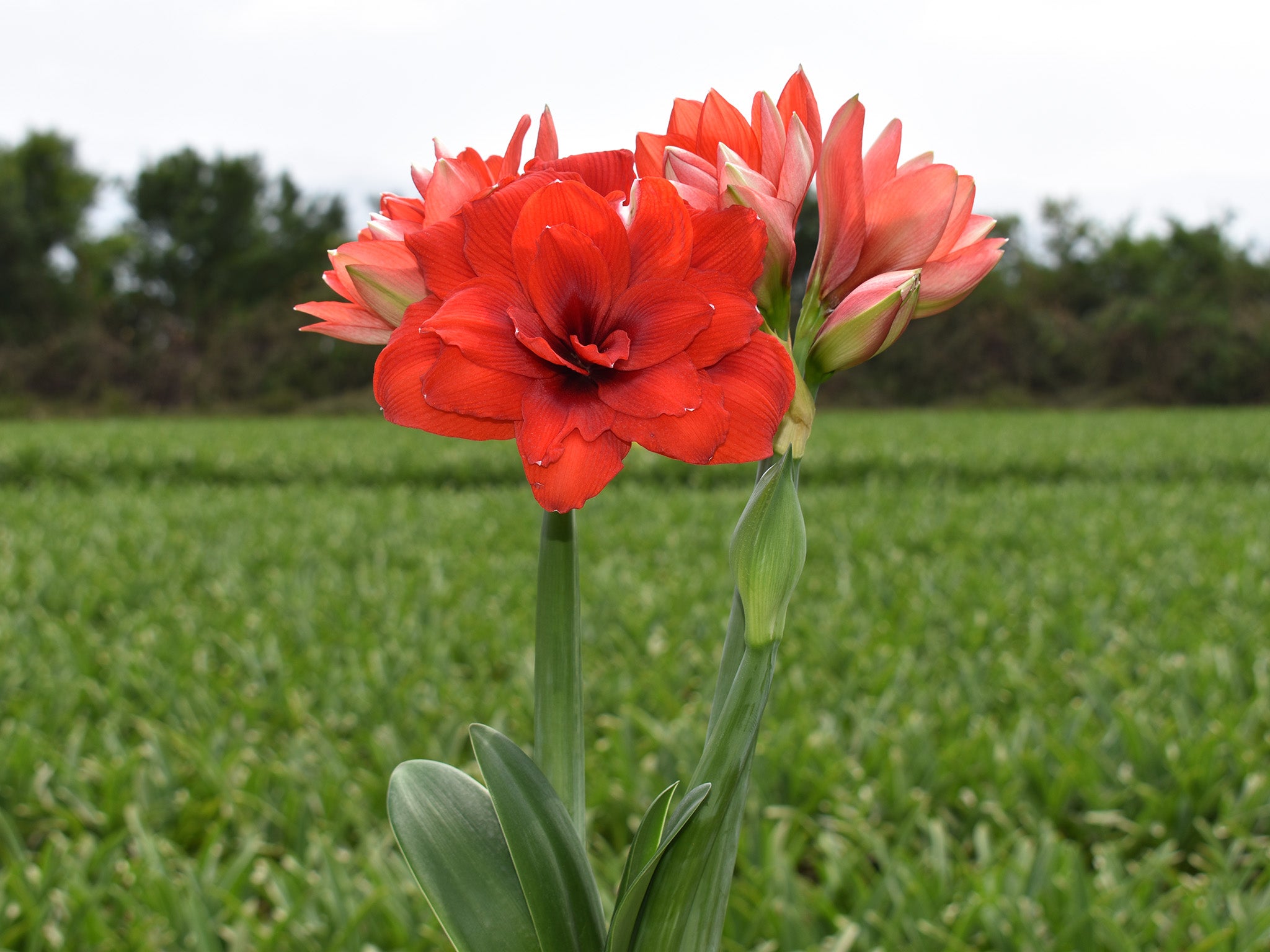 Kerrattu amaryllis Tika Dragon