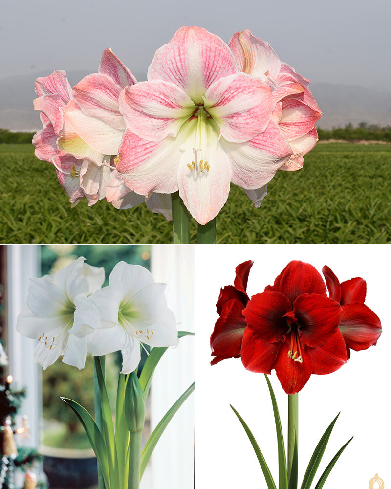 Amaryllis mix 3 kpl