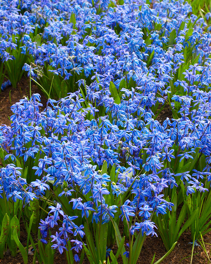 Idänsinililja