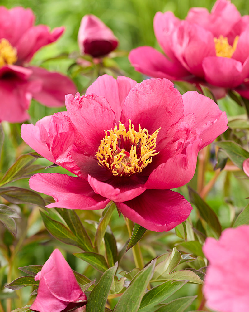 Itoh-pioni Pink Ardour