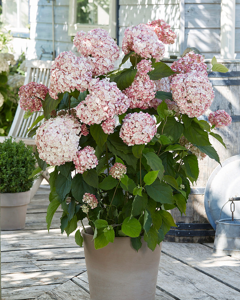 Pallohortensia Bubblegum