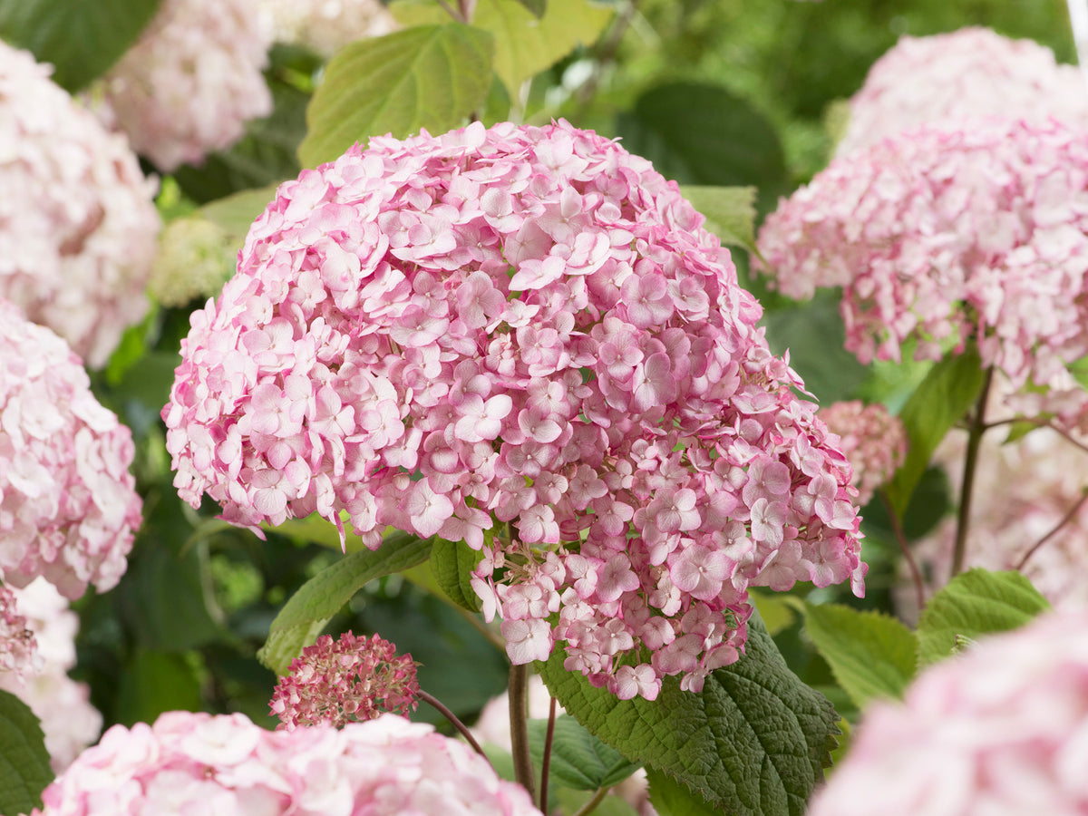 Pallohortensia Bubblegum