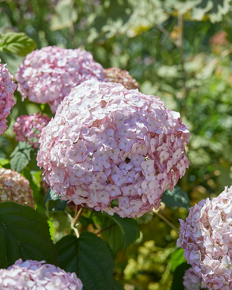 Pallohortensia Bubblegum