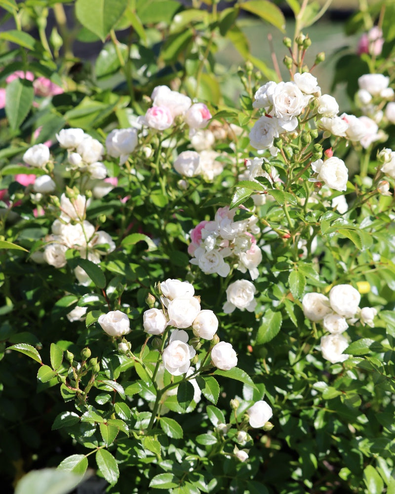 Peittoruusu White Fairy 3 kpl