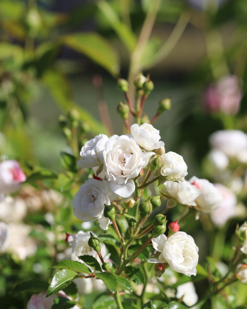 Peittoruusu White Fairy 3 kpl