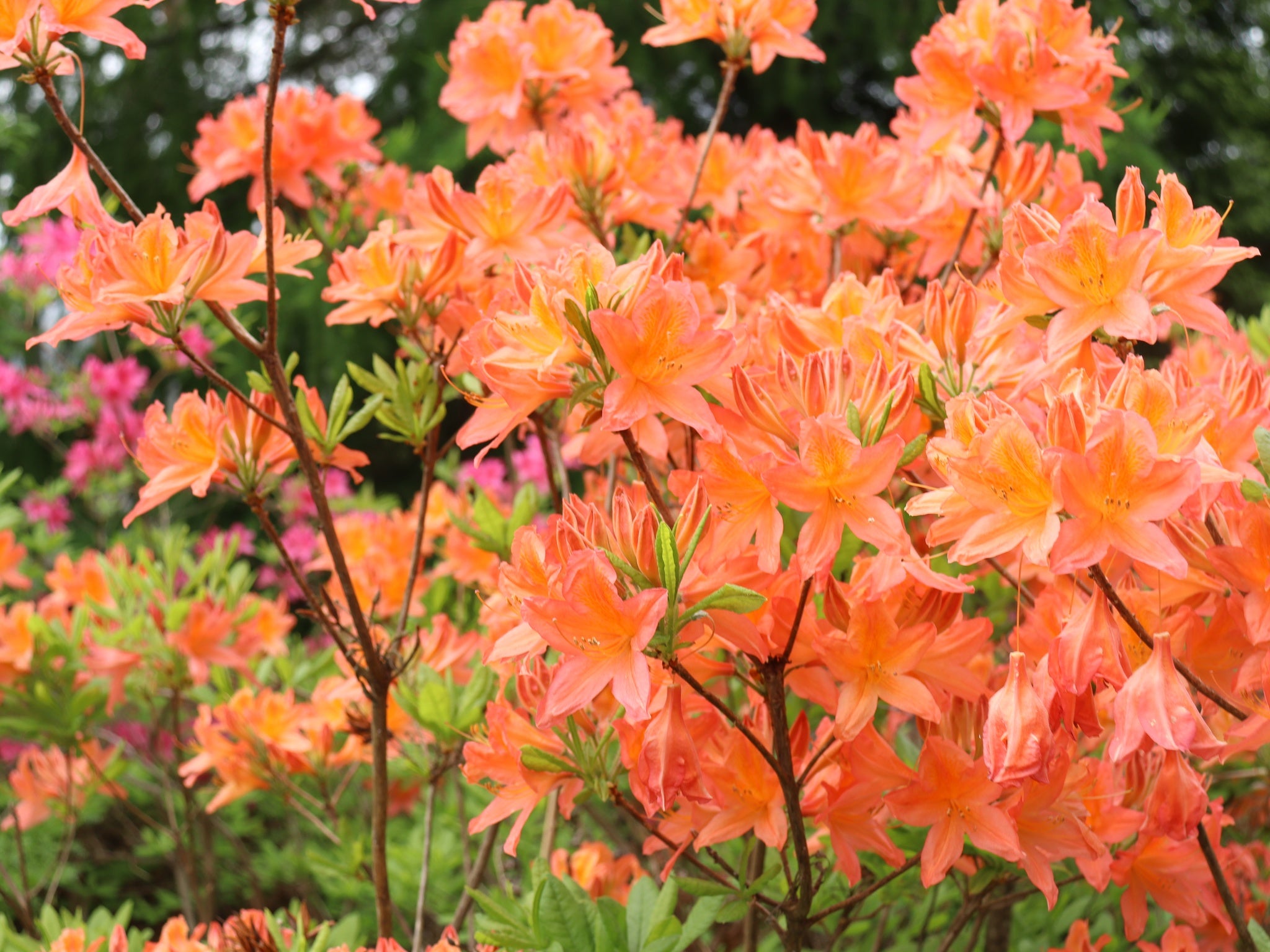 Revontuliatsalea Mandarin Lights