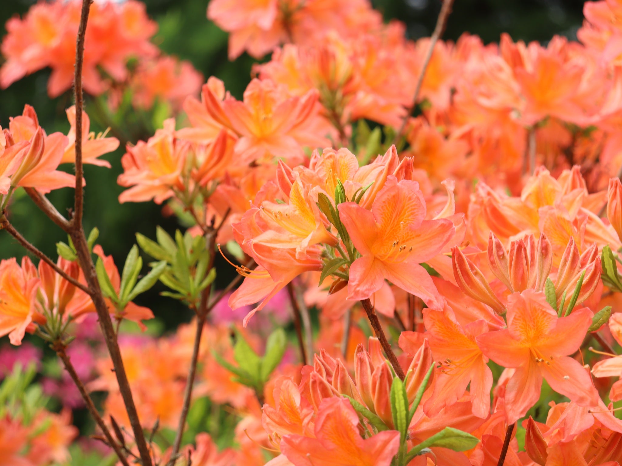 Revontuliatsalea Mandarin Lights