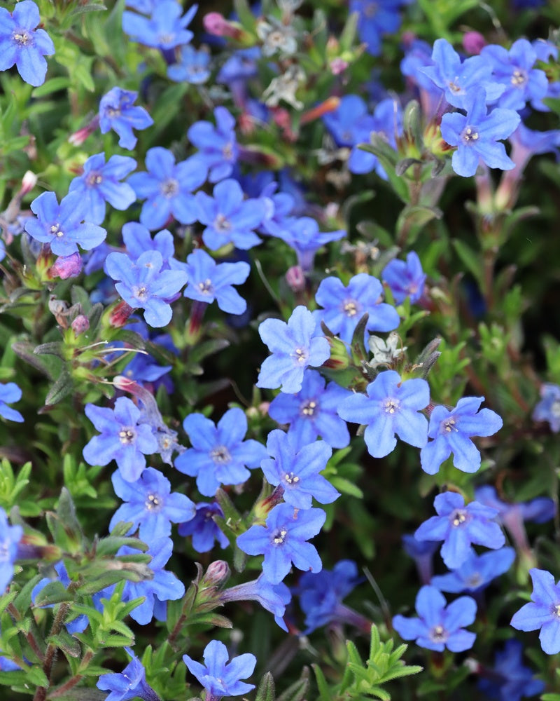 Sinilemmiö Heavenly Blue 3 kpl