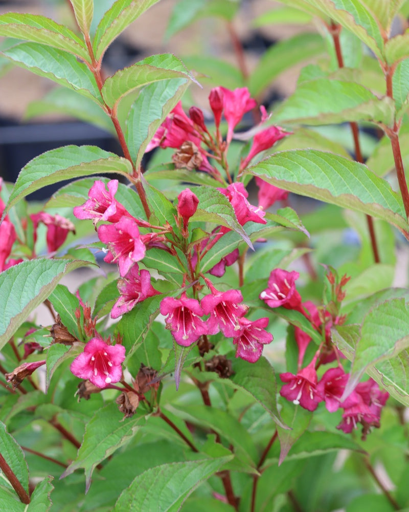 Tarhakotakuusama Bristol Ruby