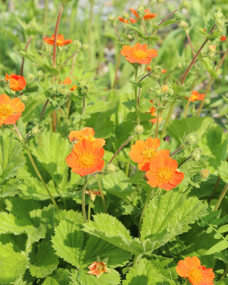 Tulikellukka Borisii 3 kpl
