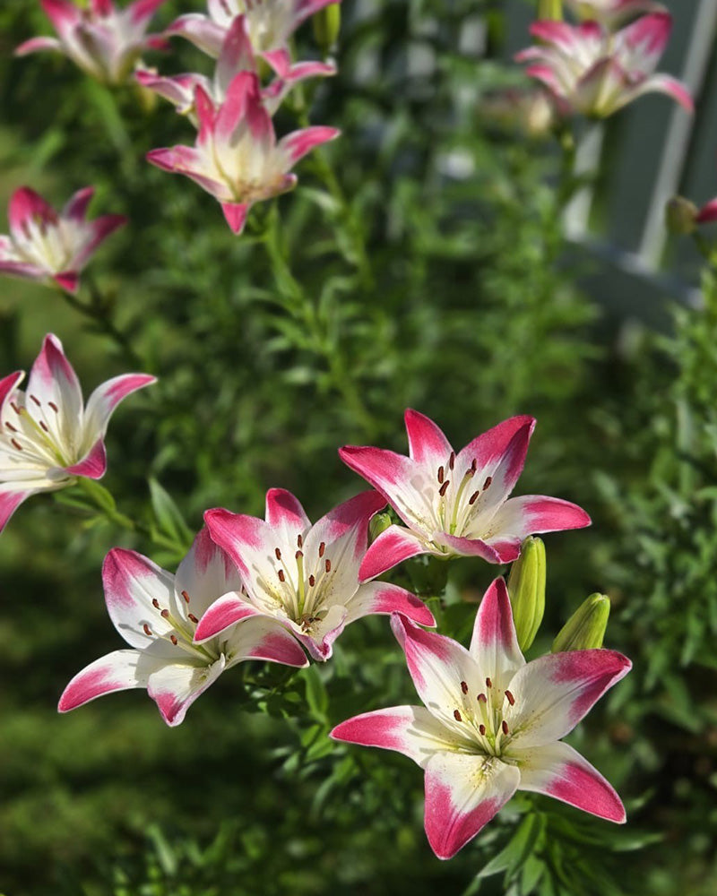 Värililja Lollypop 5 kpl