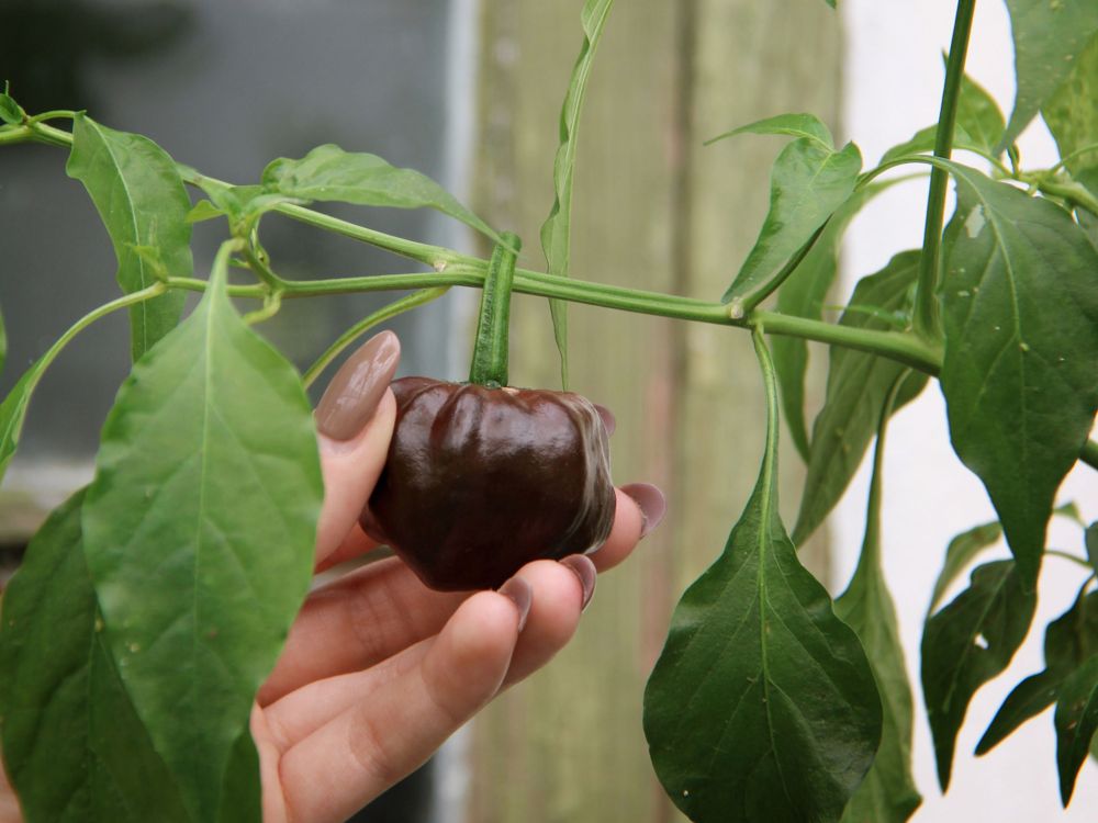 Havannapaprika Habanero Chocolate