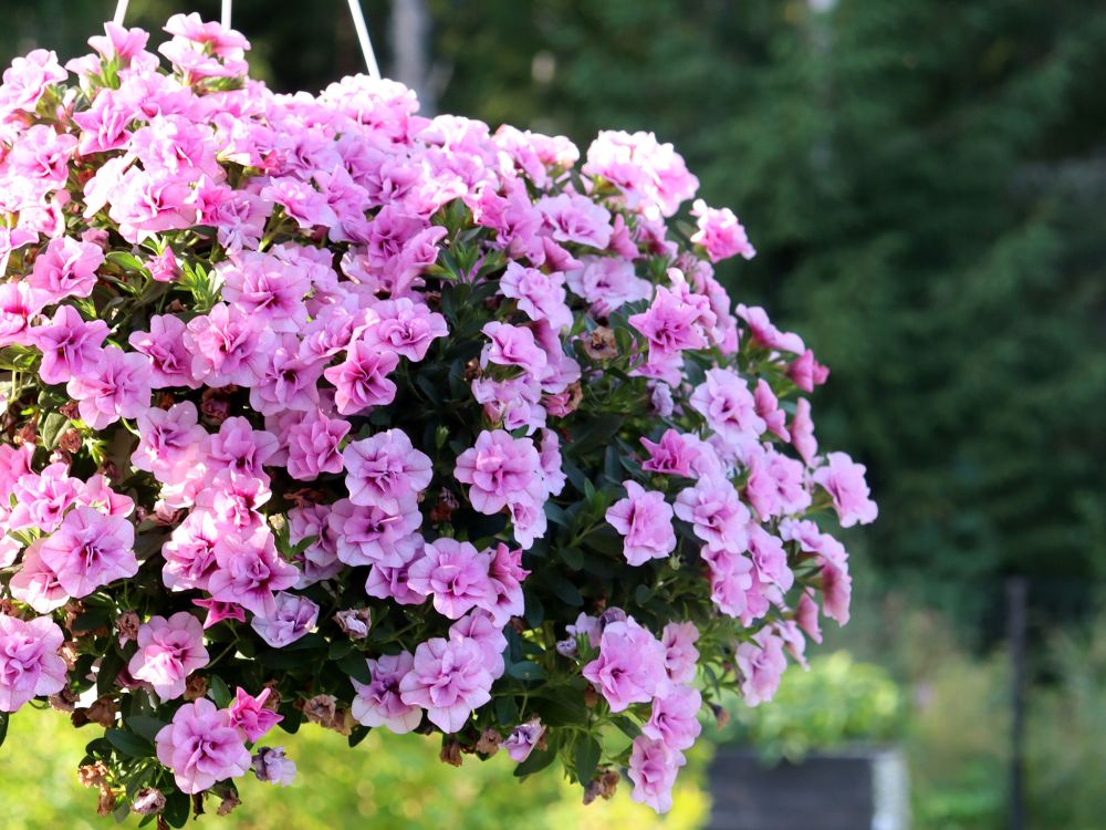 Kerrattu miljoonakello Double Pink Blush