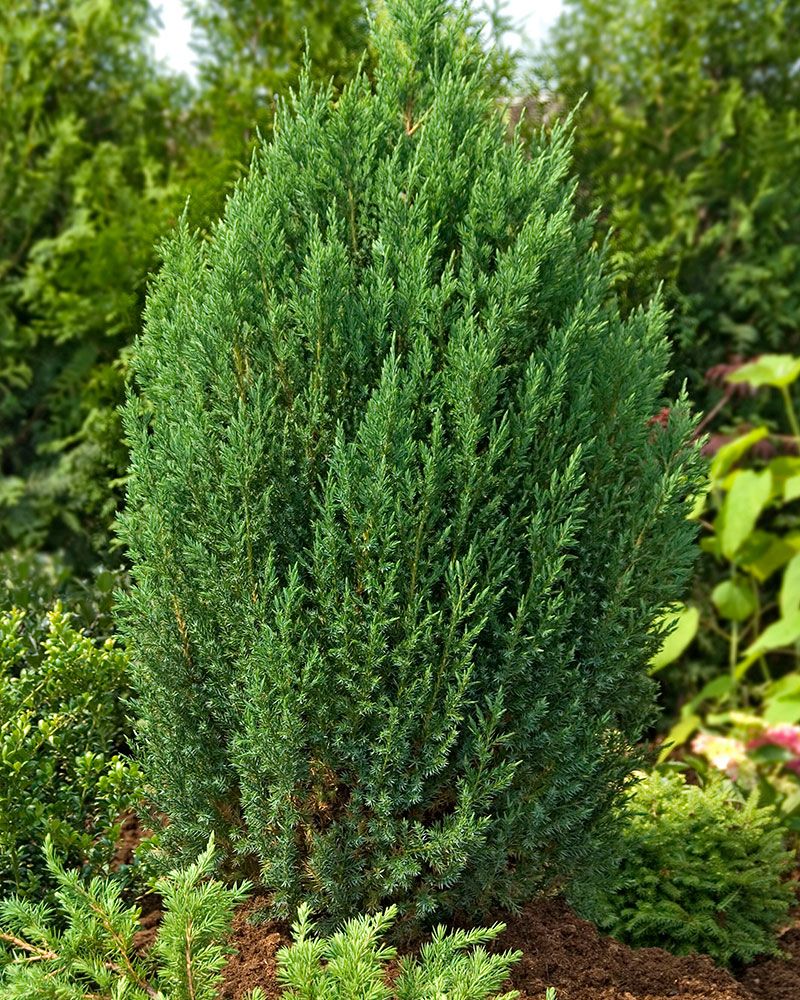 Kiinankataja Stricta