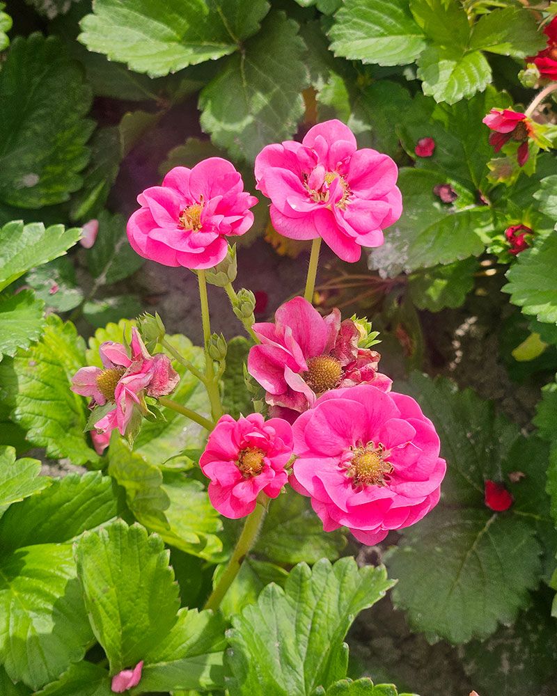 Mansikka Summer Breeze Cherry 5 kpl
