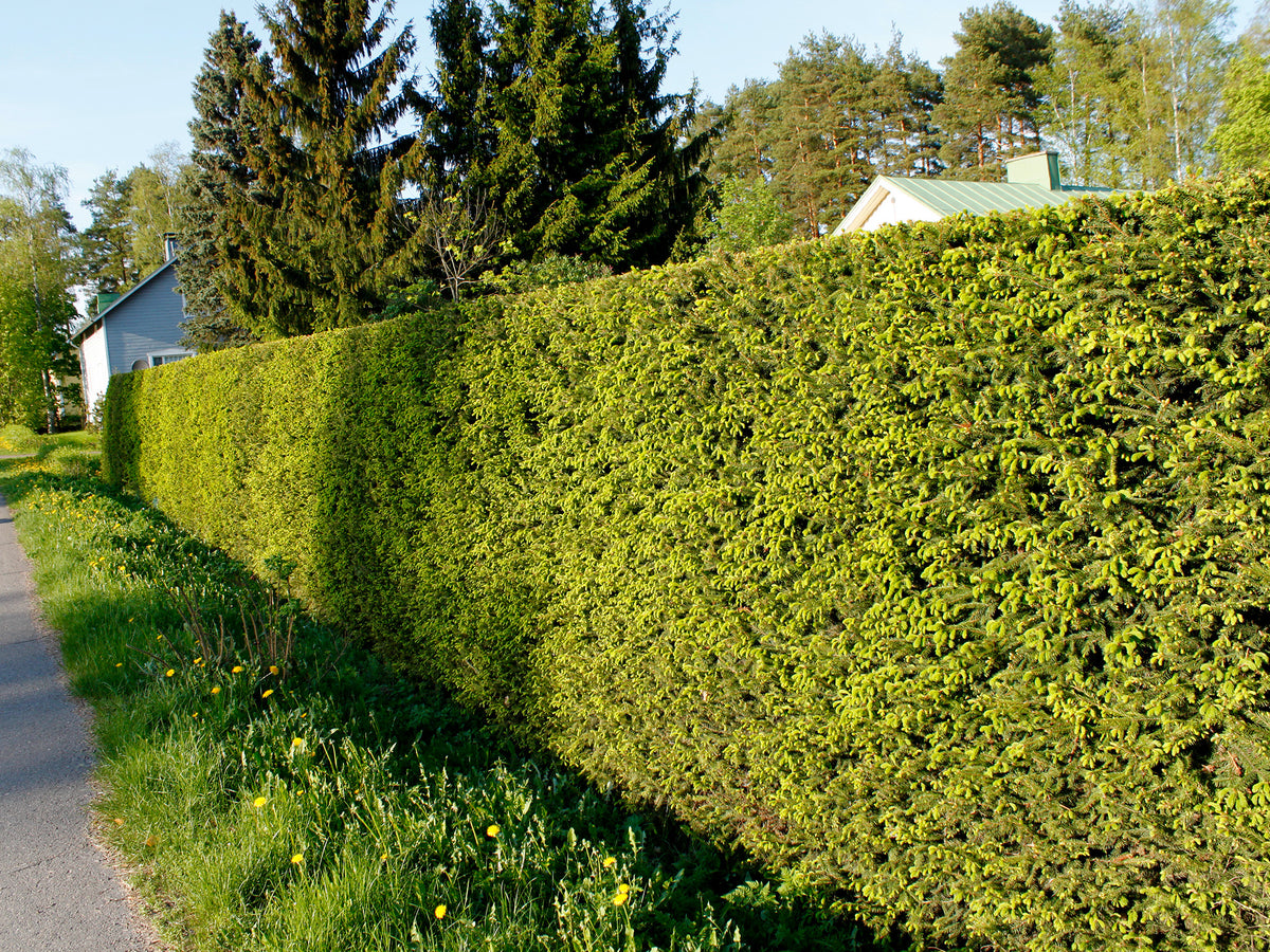 Metsäkuusen aitataimet 30 kpl