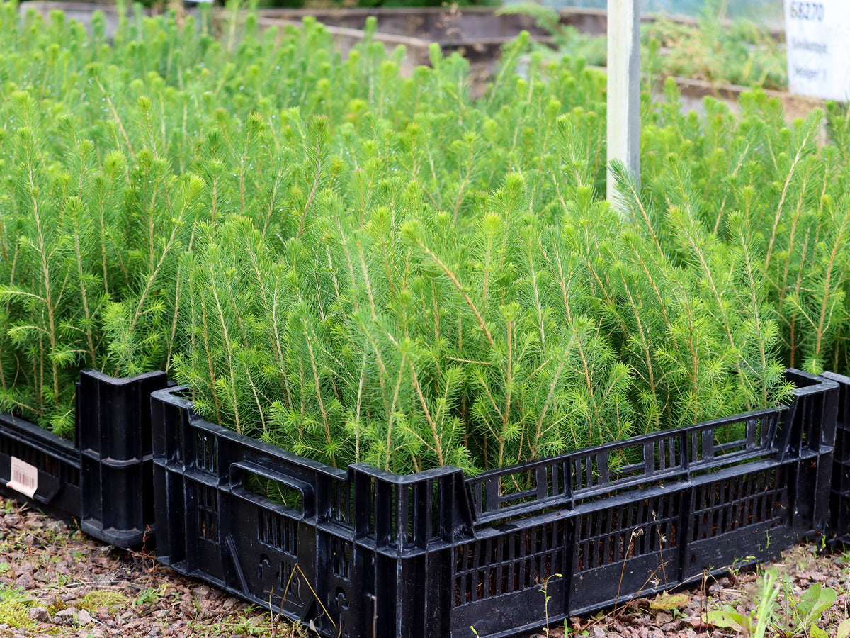 Metsäkuusen aitataimet 30 kpl