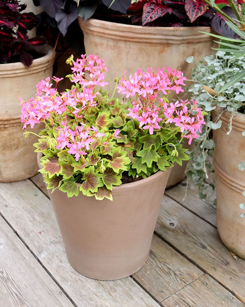 Tähtipelargoni Lotusland