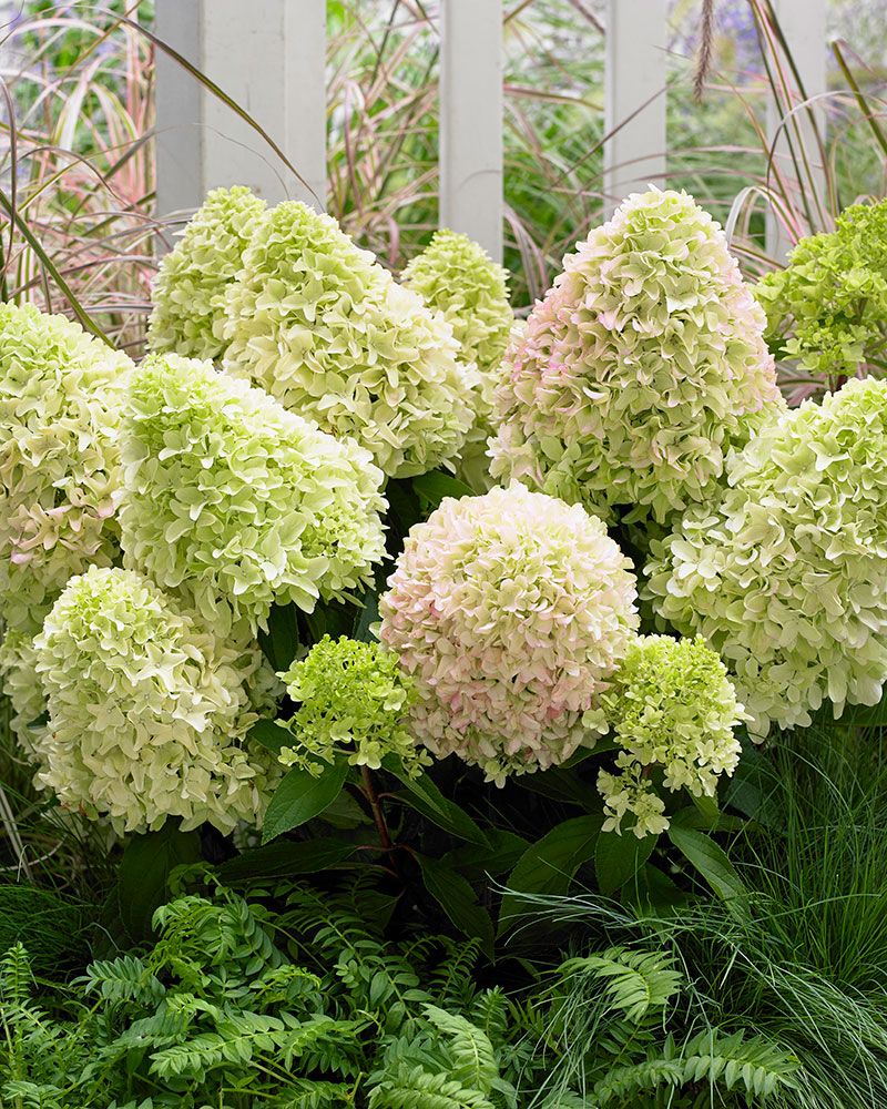 Pikkujapaninhortensia Little Fresco