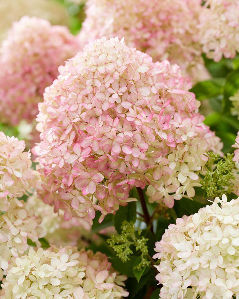 Pikkujapaninhortensia Living Little Love