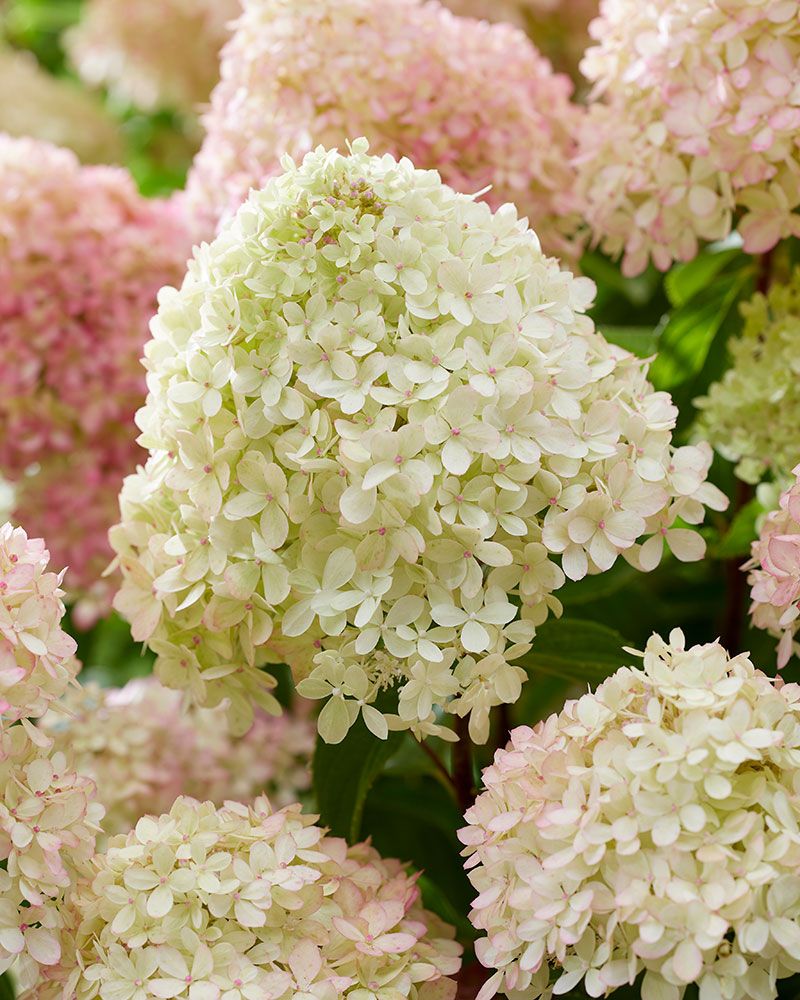 Pikkujapaninhortensia Living Little Love