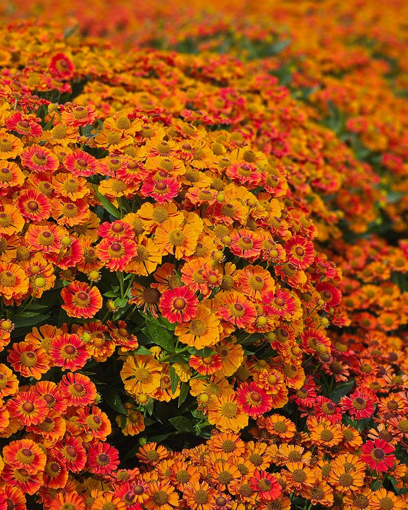 Syyshohdekukka Autumn Fire 3 kpl
