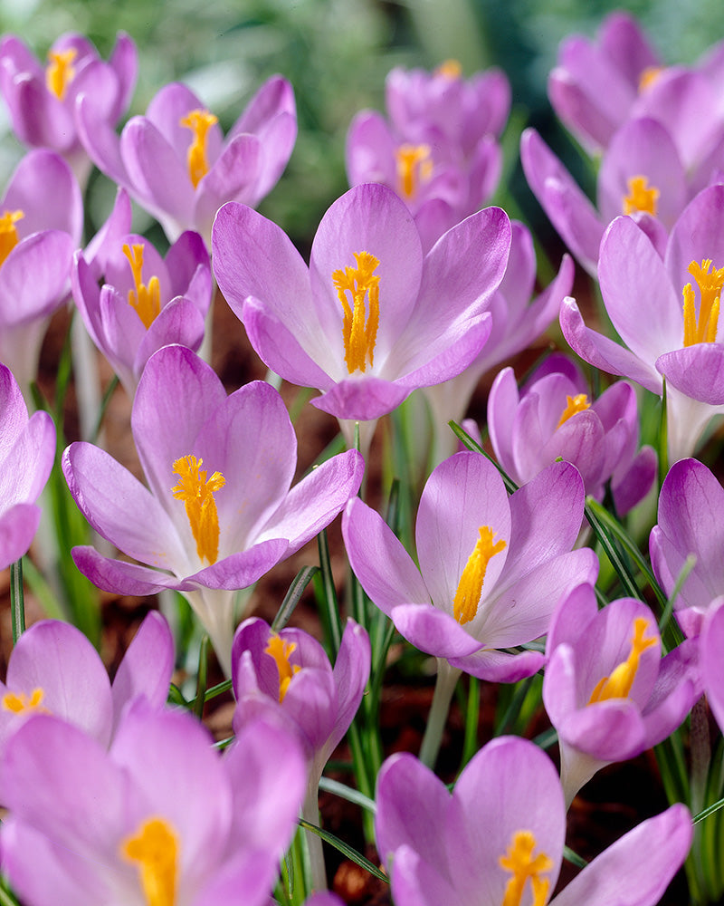 Tähtisahrami Barr's Purple 40 kpl